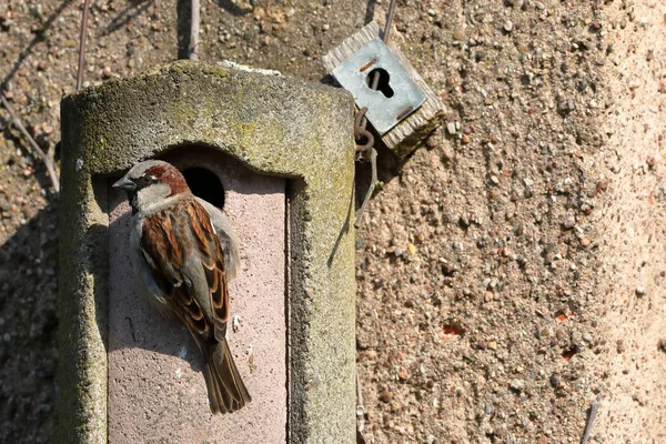 Sparrow Egy Fészkelő Lyuk Udvarlás — Stock Fotó