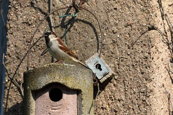 Sparrow Häckande Hål Uppvaktningen — Stockfoto