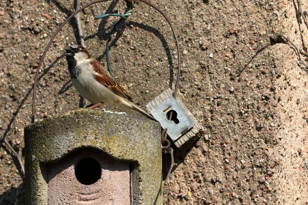 Kur, iç içe geçmiş bir delik üzerinde serçe