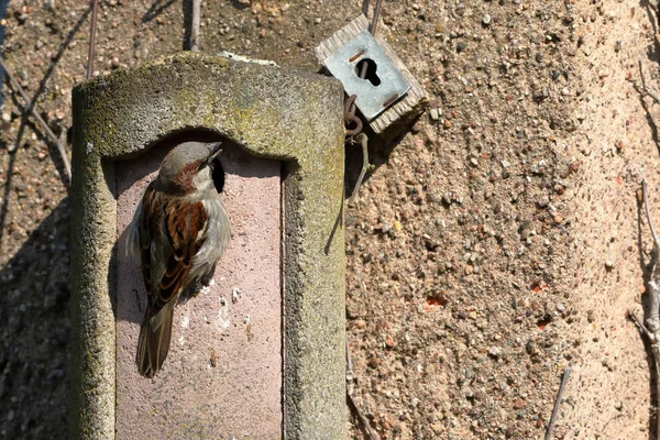 Sparrow Nesting Hole Courtship — Stock Photo, Image