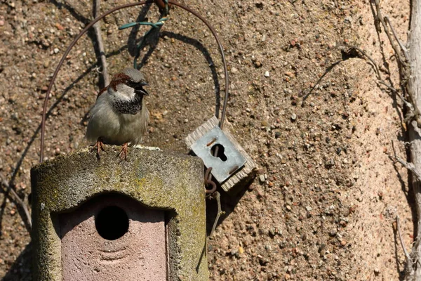 Kur, iç içe geçmiş bir delik üzerinde serçe