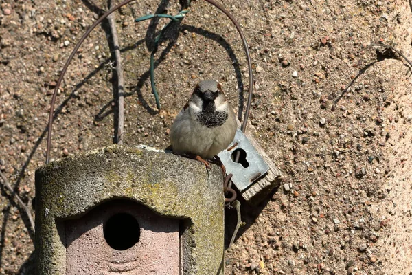 Kur, iç içe geçmiş bir delik üzerinde serçe