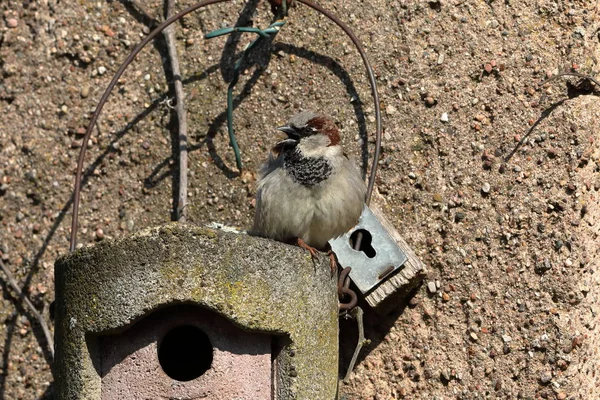 Sparrow Nesting Hole Courtship — Stock Photo, Image