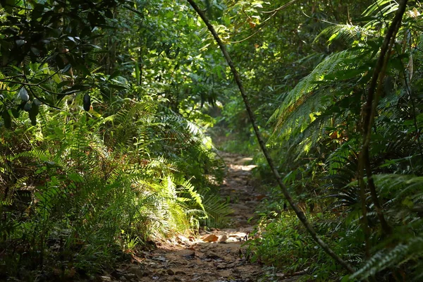 Floresta Tropical Sinharaja Sri Lanka — Fotografia de Stock