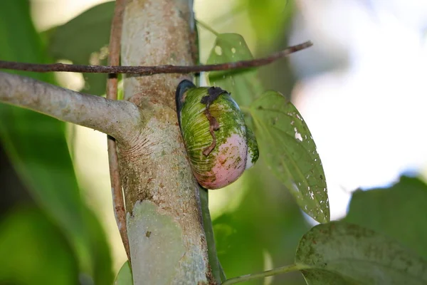 Caracol Gigante Árbol Selva Tropical Sinharaja Sri Lanka — Foto de Stock