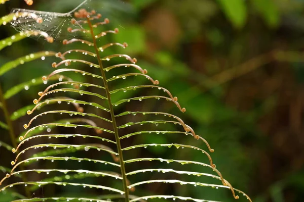 Hojas Selva Sinharaja Sri Lanka — Foto de Stock