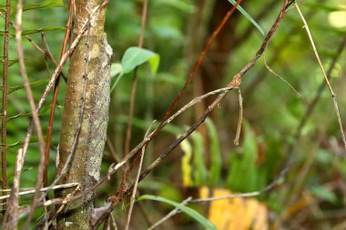 Kamufle kelebek caterpillar Sinharaja yağmur ormanlarında