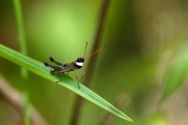 Çekirge Sinharaja rainforest dan