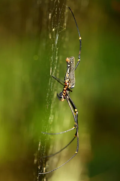 Ragno Seta Nephila Nella Foresta Pluviale Della Foresta Sinharaja Dello — Foto Stock