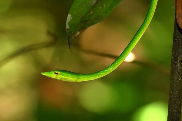 Peitschenschlange Oder Baumschnüffler Den Sinharaja Wäldern Von Sri Lanka — Stockfoto