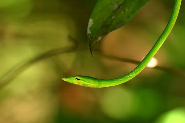 Peitschenschlange Oder Baumschnüffler Den Sinharaja Wäldern Von Sri Lanka — Stockfoto