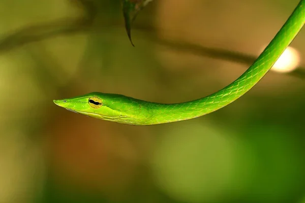 Cobra Chicote Farejador Árvores Nas Florestas Sinharaja Sri Lanka — Fotografia de Stock