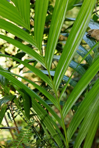 Bladeren Jungle Van Sinharaja Sri Lanka — Stockfoto