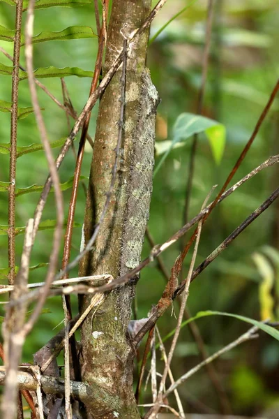 Kamufle Kelebek Caterpillar Sinharaja Yağmur Ormanlarında — Stok fotoğraf