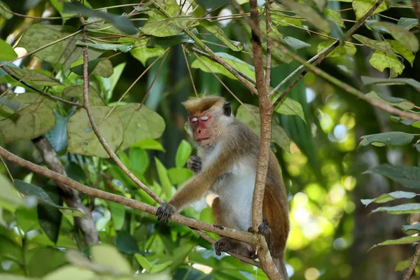 スリランカのセイロン帽子の野猿 — ストック写真