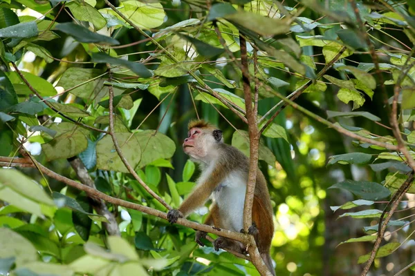 スリランカのセイロン帽子の野猿 — ストック写真