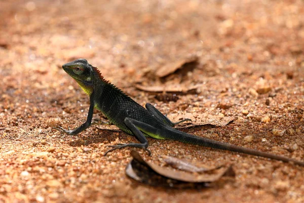 Agama Sawback Dżungli Sinharaja Sri Lanka — Zdjęcie stockowe