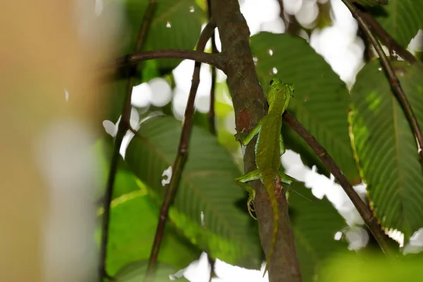 Sawback Agama Dans Jungle Sinharaja Sri Lanka — Photo