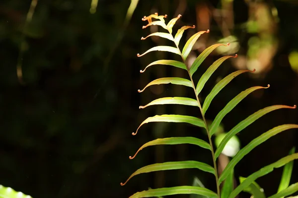 Hojas Selva Sinharaja Sri Lanka — Foto de Stock