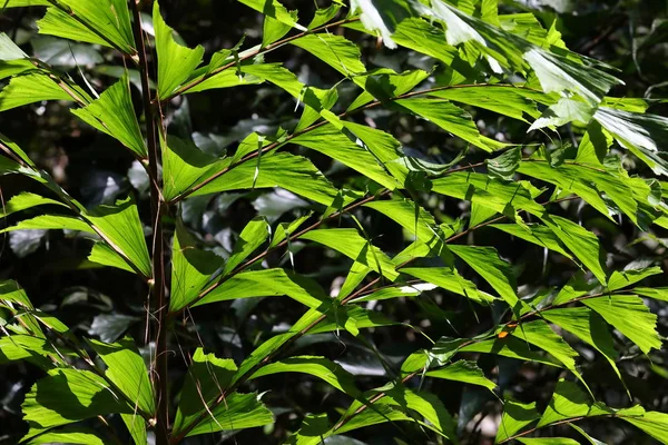 Folhas Selva Sinharaja Sri Lanka — Fotografia de Stock