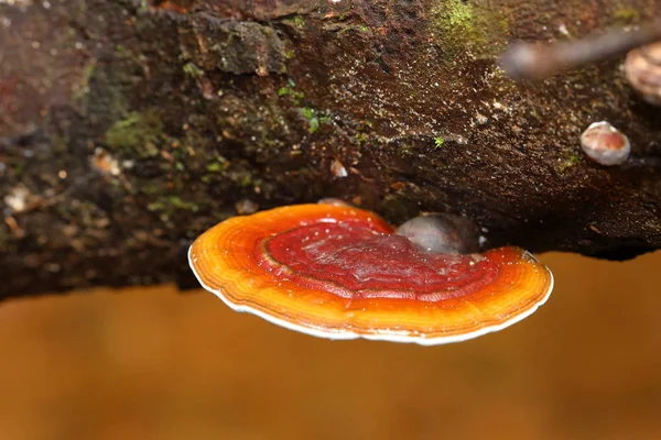 Träd Svampar Sinharaja Regnskogen Sri Lanka — Stockfoto