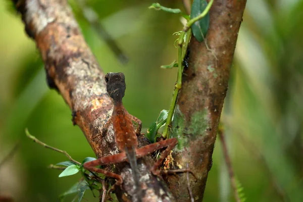 Wiegmanns Agama Sinharaja Selva Sri Lanka — Fotografia de Stock