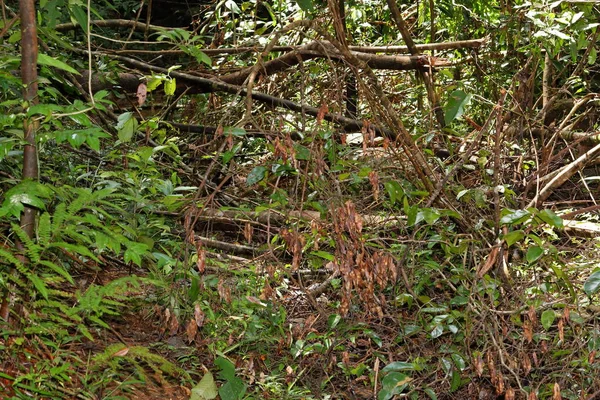Srí Lanka Sinharaja Esőerdők — Stock Fotó
