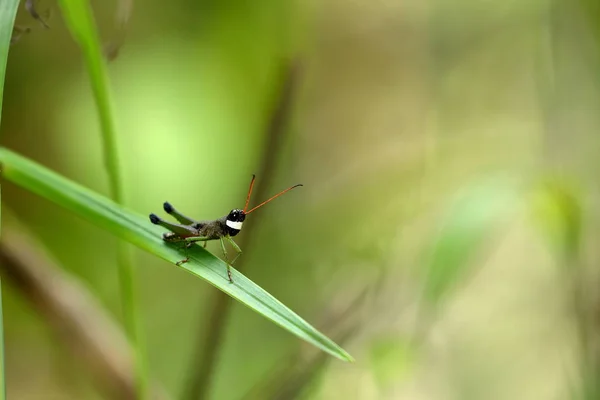 Grasshopper Sinharaja Rainforest — Stock Photo, Image