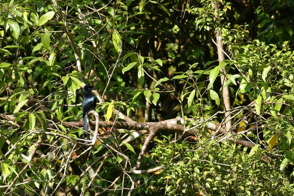 Aves Selva Sinharaja Sri Lanka — Foto de Stock
