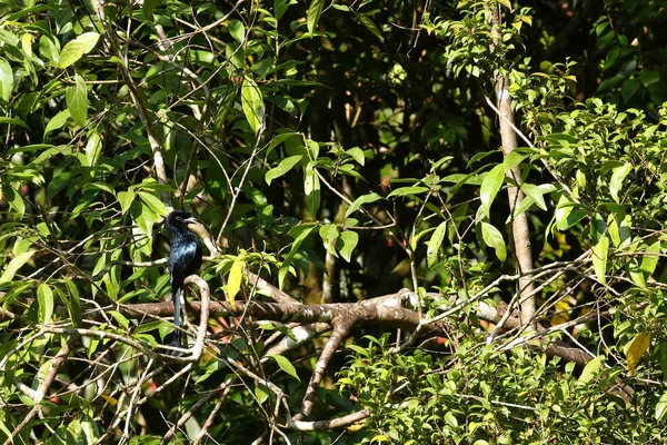 Kuşlar Sinharaja Yağmur Ormanlarında Sri Lanka — Stok fotoğraf