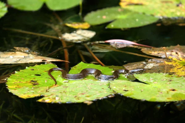 Snake sunbathing in Sinharaja Forest in Sri Lanka