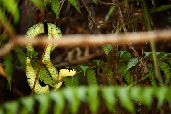 Grüner Sri Lanka Grubenotter — Stockfoto