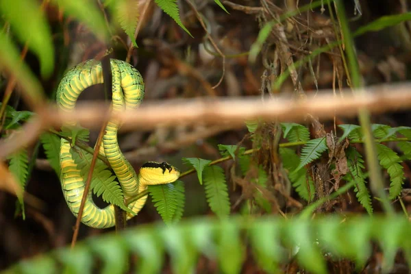 Grüner Sri Lanka Grubenotter — Stockfoto