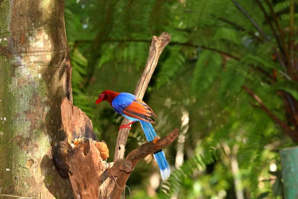 Sri Lanka Blauwe Ekster Sinharaja Jungle — Stockfoto