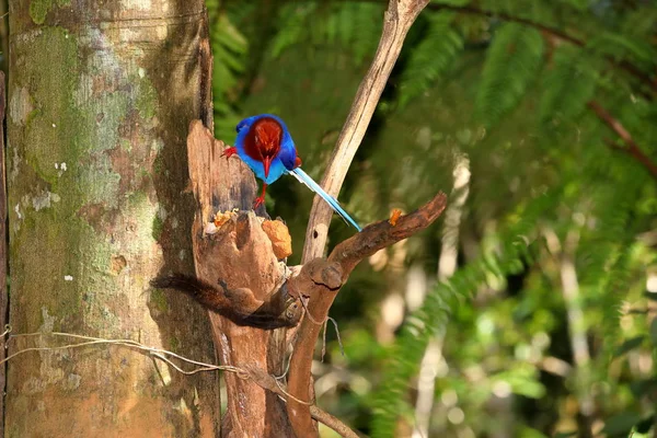 Sri Lanka Blauwe Ekster Sinharaja Jungle — Stockfoto