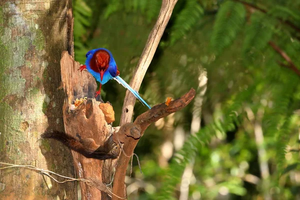 Sri Lanka Blauwe Ekster Sinharaja Jungle — Stockfoto