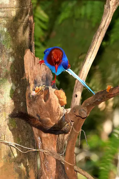 Sri Lanka Blauwe Ekster Sinharaja Jungle — Stockfoto