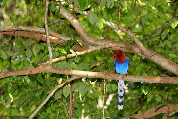 Sri Lanka Blue Magpie Sinharaja Jungle — Stock Photo, Image