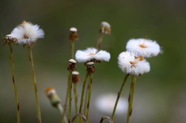 Bir kurtmantarı çiçek tohumları
