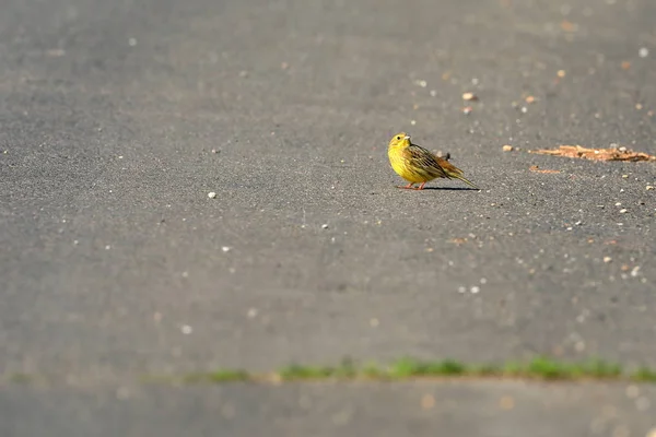 道路上のゴルダマー鳥 — ストック写真