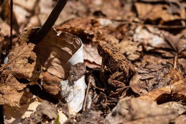 Algonquin Ormanında Bir Kurbağa ve Kurbağa