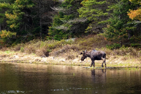 Moose Forest Algonquin Canada — Stock Photo, Image