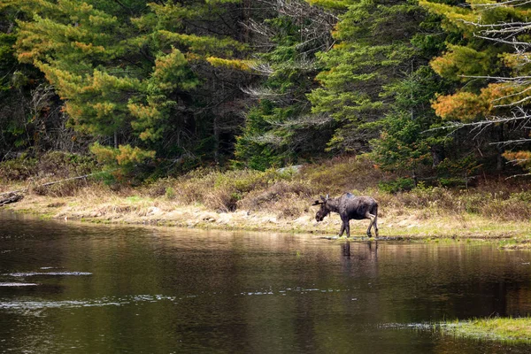 Ένας Τάρανδος Στο Δάσος Του Algonquin Καναδά — Φωτογραφία Αρχείου
