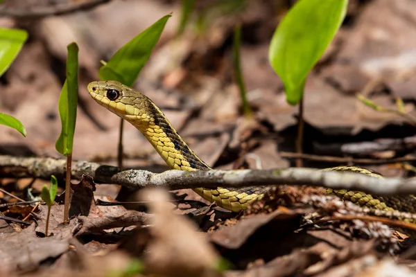 Strumpfbandnatter Wald — Stockfoto