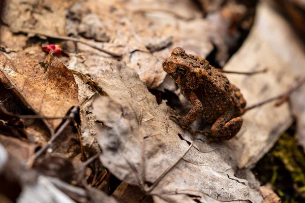 Algonquin Ormanında Bir Kurbağa Kurbağa — Stok fotoğraf