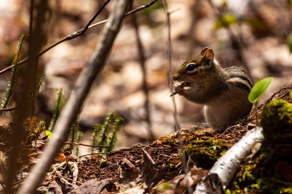 Tamias Dans Forêt Algonquin — Photo