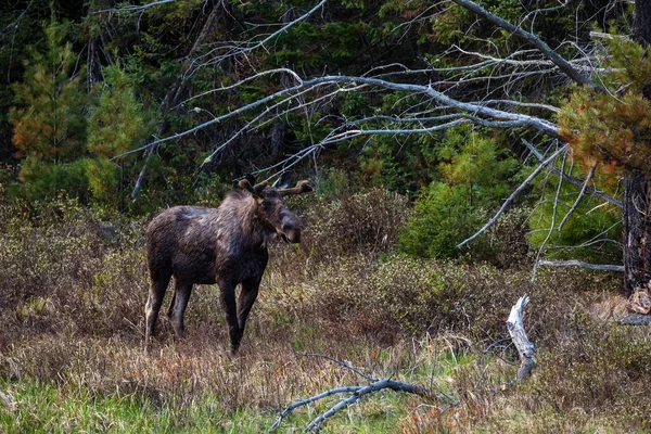 Alce Bosque Algonquin Canadá — Foto de Stock