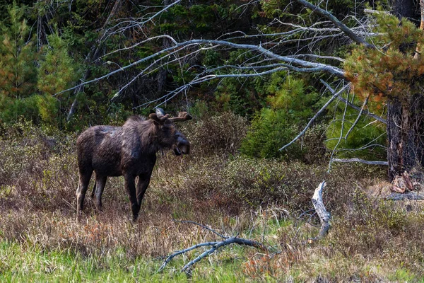 Orignal Dans Forêt Algonquin Canada — Photo