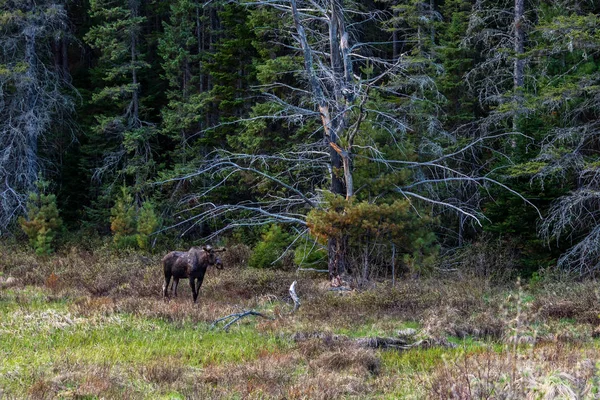 Łoś Lesie Algonquin Kanada — Zdjęcie stockowe