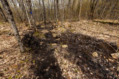Ontario Kanada 'daki Algonquin Ormanı